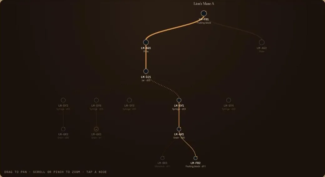 The SporeDesk lineage tree for Lion's Mane, with one fruiting block's path highlighted back through grain, syringe, liquid culture and plate to the block it started from.