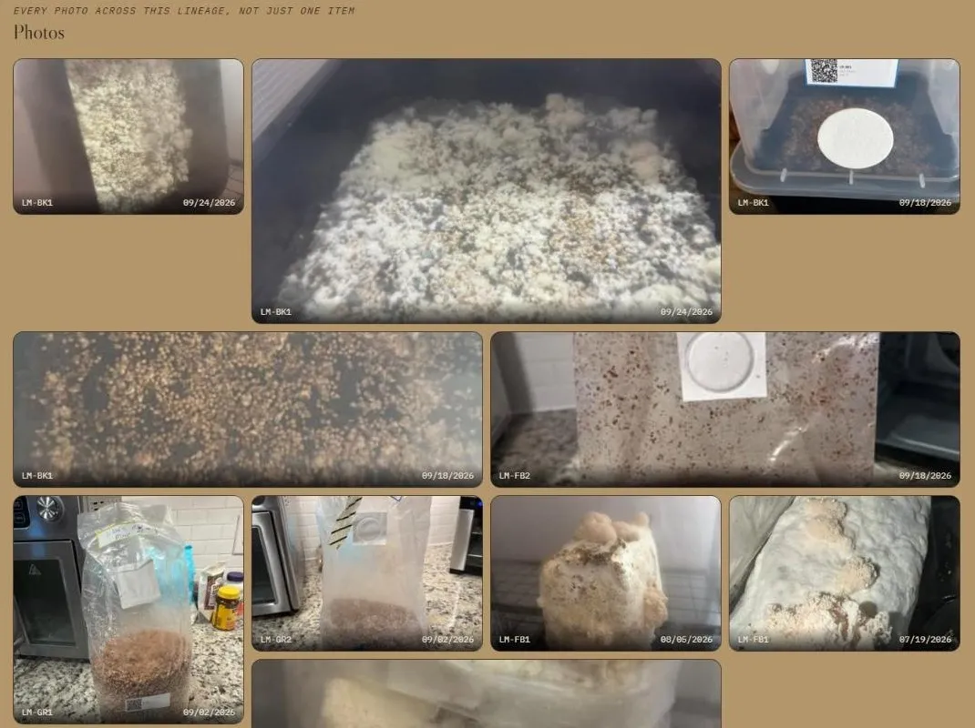 A mosaic of real grow photos across one Lion's Mane lineage: grain bags, a monotub, and fruiting blocks, each tagged with its container and date.